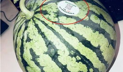 各种网红爆料吃瓜在线观看,揭秘娱乐圈幕后故事